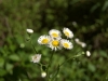 flowers, pmrp