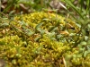 mass moss, pmrp
