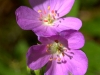 flowers closer, pmrp