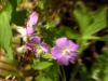 flowers and a hungry visitor, pmrp
