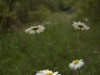 daisies, pmrp