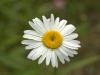 daisy, pmrp