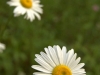 more daisies, pmrp