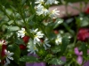 mom's flowers