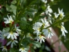 mom's flowers