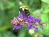 not a yellow jacket