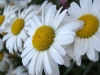 daisies you say?