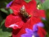 honey dear