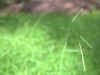 green, pmrp