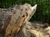 stumped, pmrp