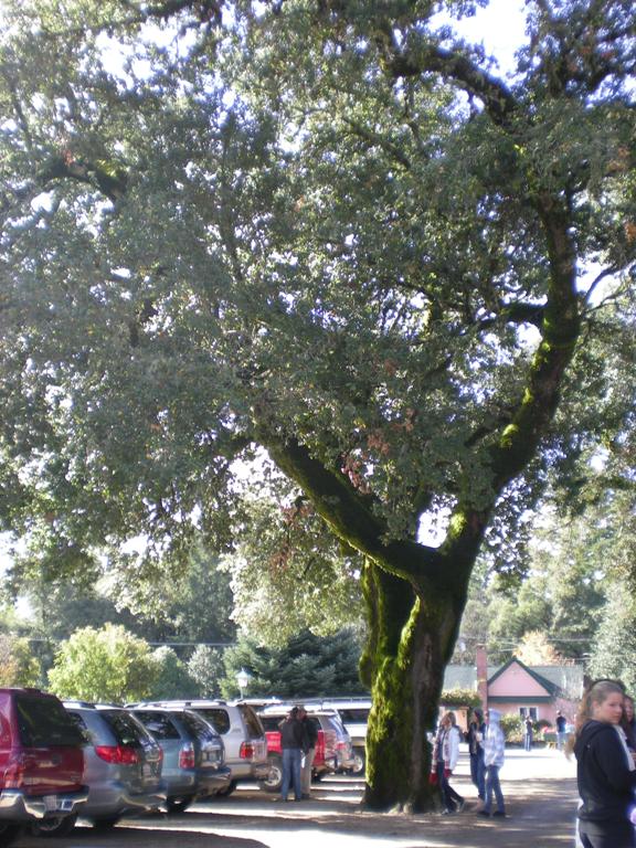 trees are made of wood
