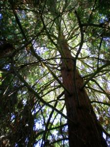 under redwoods..